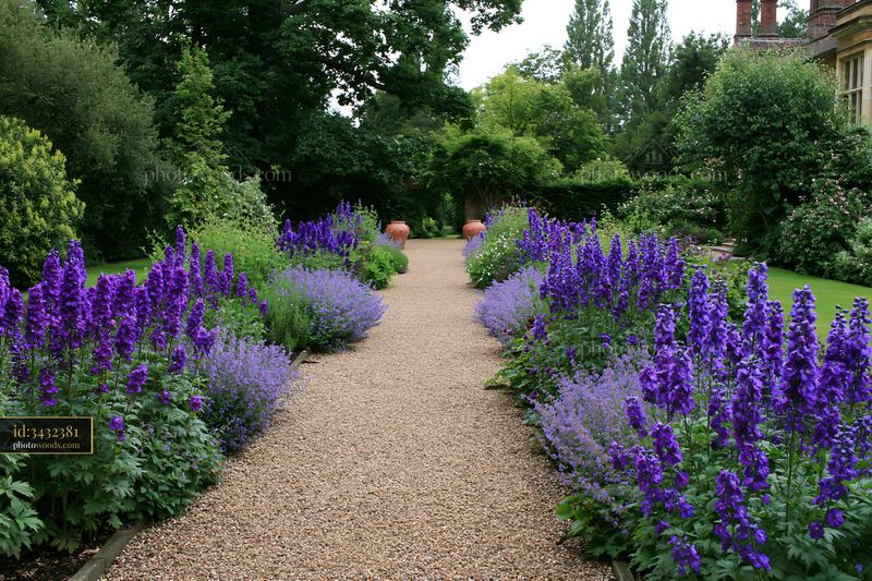 Delphinium flower border along a garden path