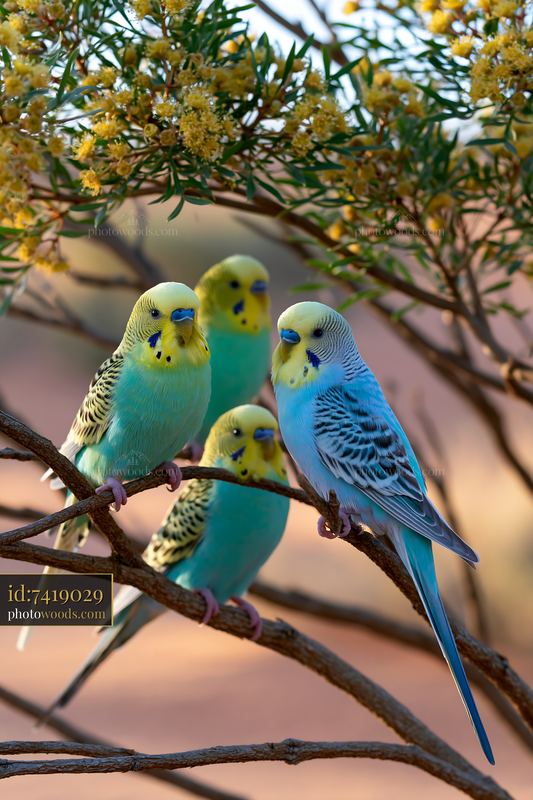 Budgerigar flock resting on branches in desert landscape