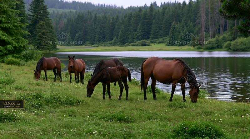 Wild horse grazing beside lake in a forest setting