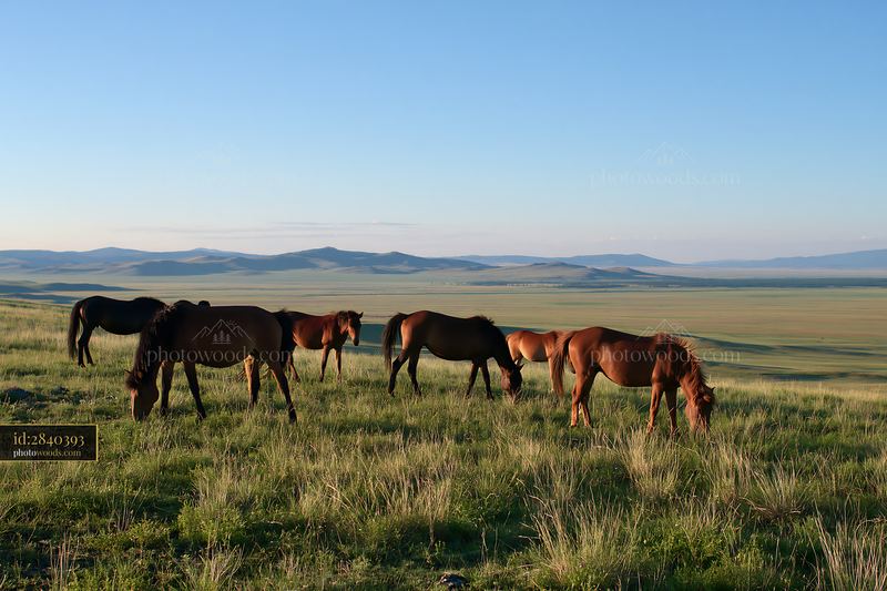 Wild horses grazing in open grassland under a clear sky