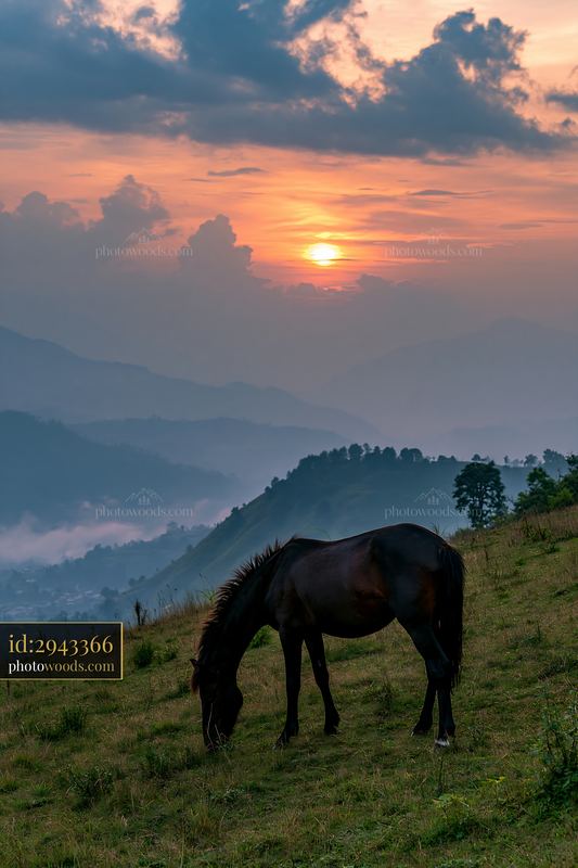 Wild horses grazing at sunset on a hillside