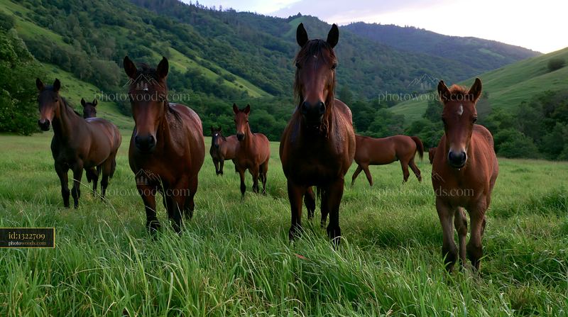 Wild horses roaming in a green valley at sunrise