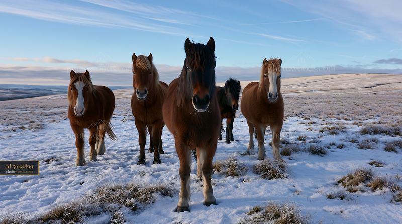 Wild horses in a snowy meadow during the winter season
