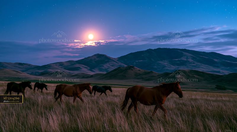 Wild horses walking in a field under moonlight and stars