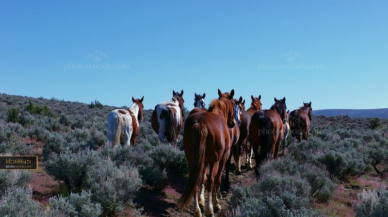 Wild horses moving through a remote wilderness landscape