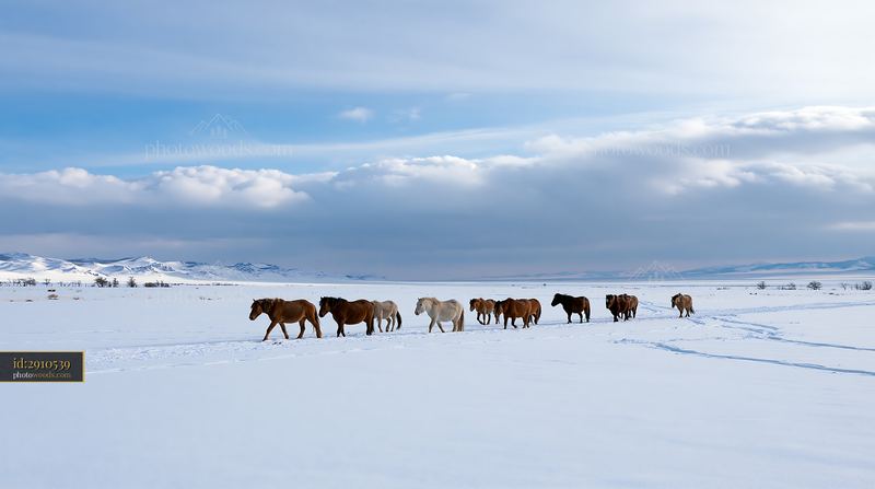 Wild horses walking through snow in a winter landscape