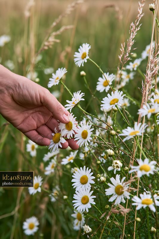 Hand gathering wild meadow flowers in a field