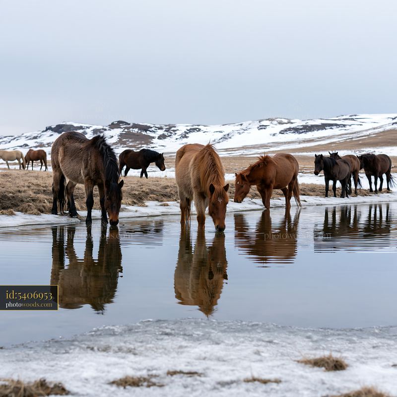 Wild horse herd reflected in pond during winter