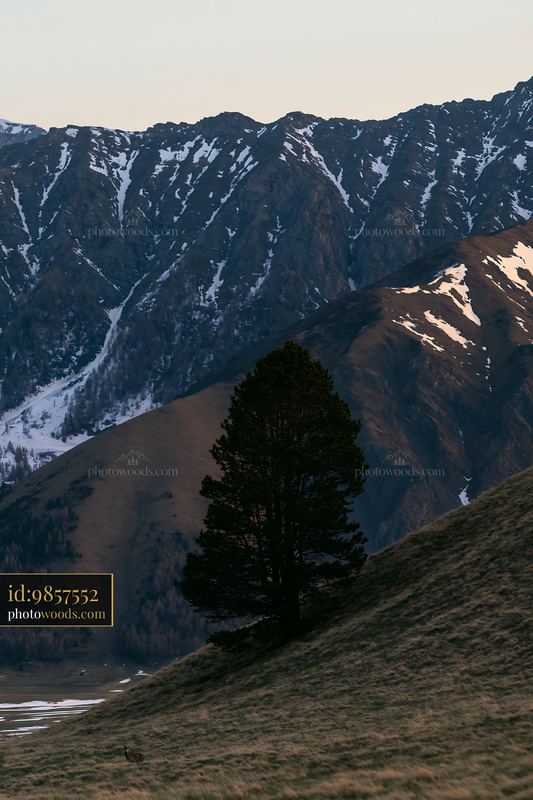 High mountain ridge with snow patches and a solitary tree