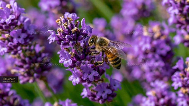 Honey bee collecting nectar from purple lavender flowers