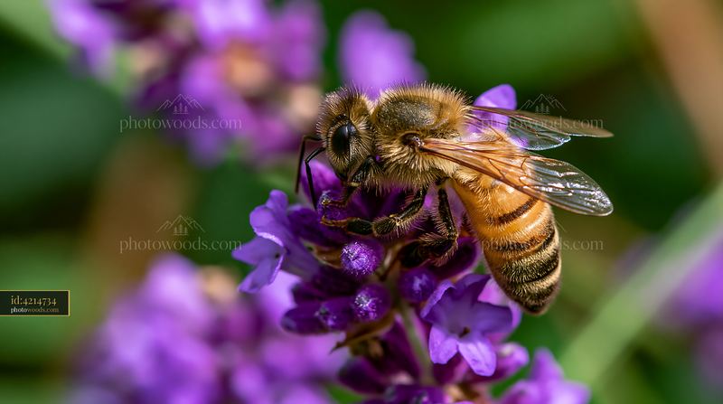 Honey bee captures nectar from purple lavender flowers