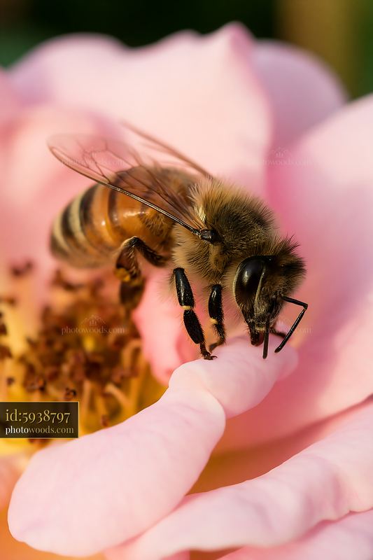 Honey bee closeup on a pink flower