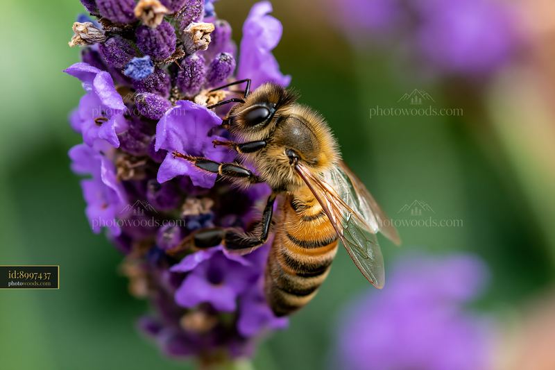 Closeup of a honey bee on a purple flower in bright daylight