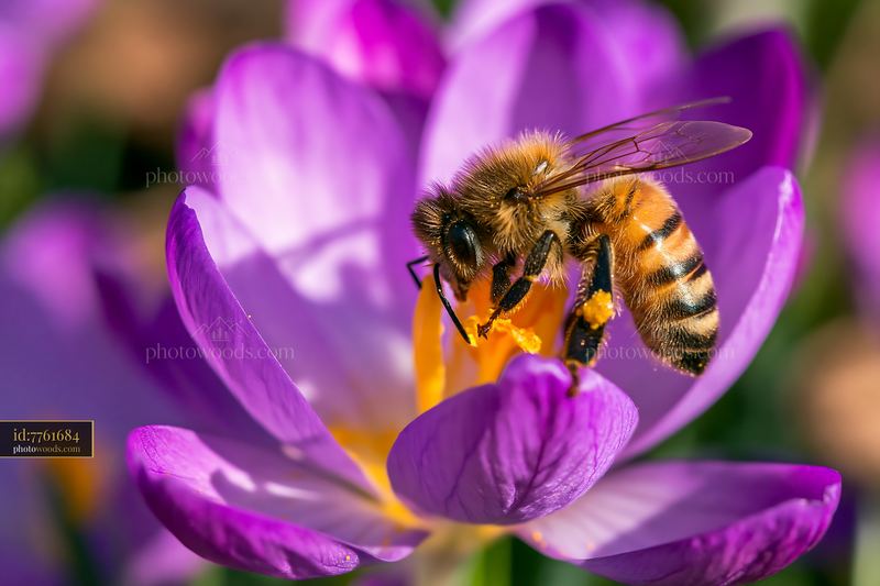Honey bee crawling on purple flower petal
