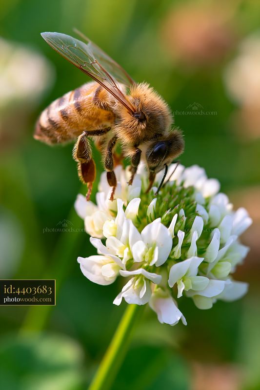 Honey bee underside view on a white clover flower