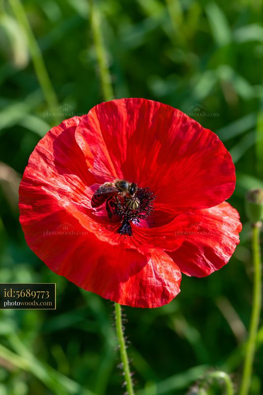 Honey bee searching flower center in a vibrant red poppy