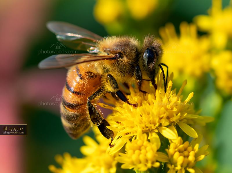 Closeup of honey bee collecting pollen in bright daylight