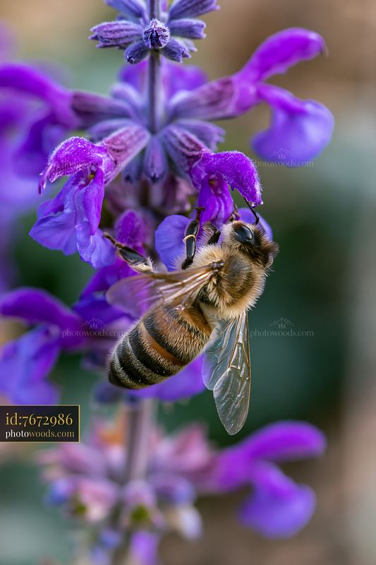 Honey bee underside view collecting nectar from purple flower
