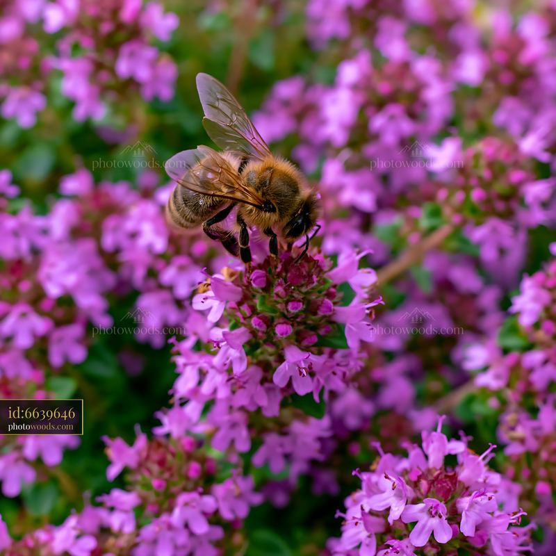 Honey bee collecting nectar from purple thyme flowers in garden