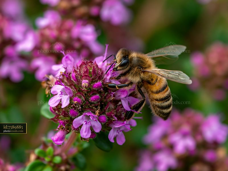 Honey bee collecting nectar from thyme flowers