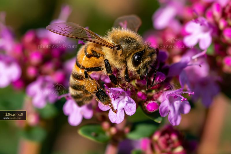 Honey bee perched motionless on small purple flowers