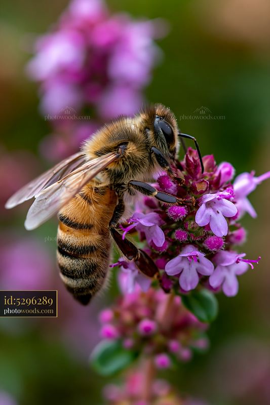 Honey bee perched on stem during daytime in a garden