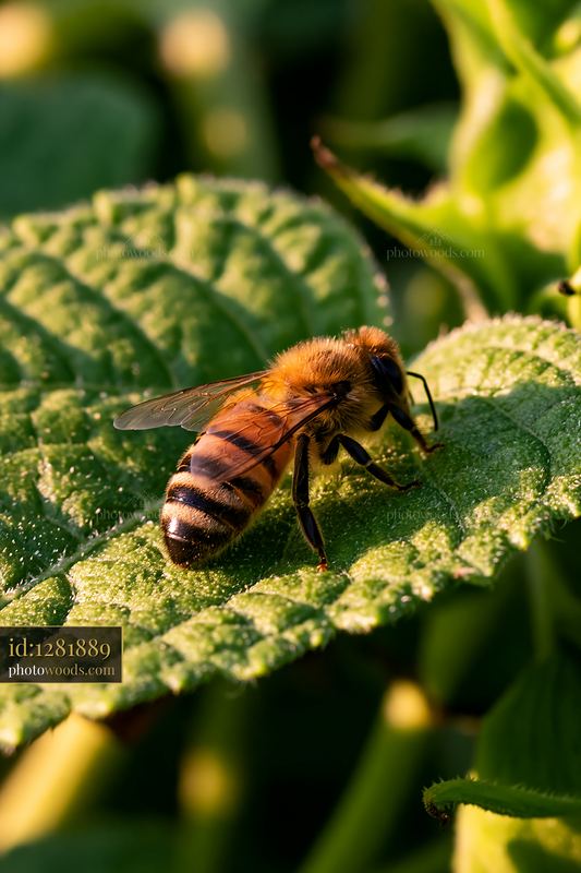 Honey bee resting on green leaf under natural light
