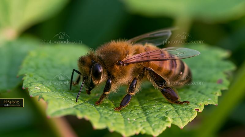 Honey bee resting on leaf in natural environment