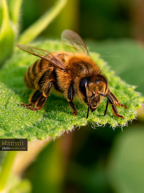 Honey bee resting on leaf under natural sunlight