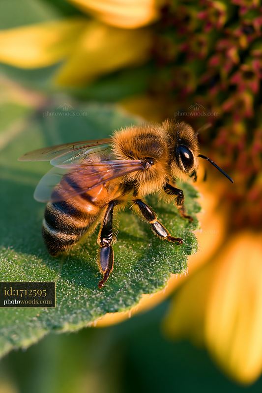 Honey bee resting on a green leaf near a sunflower