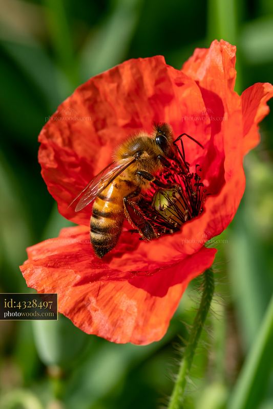 Honey bee searching flower center in vibrant red poppy bloom