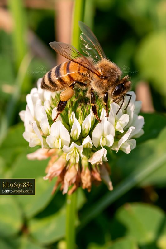 Honey bee with full pollen sacs on a clover flower