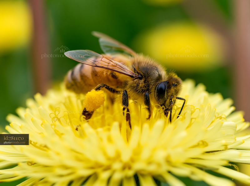 Honey bee with full pollen sacs on yellow dandelion flower