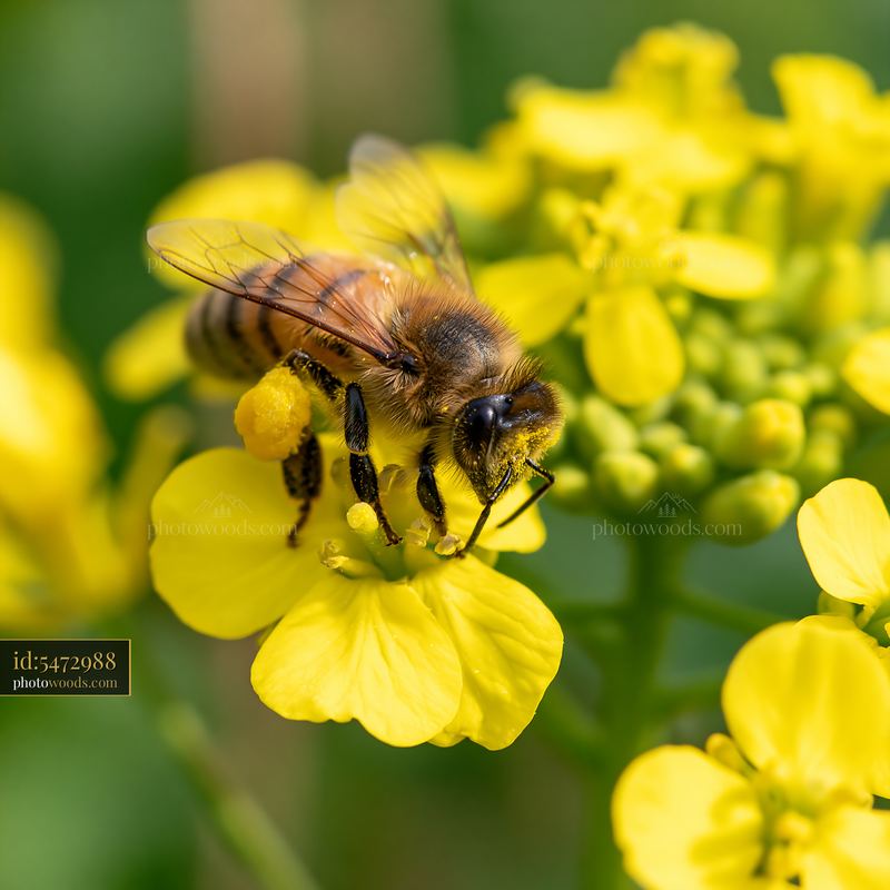 Honey bee with full pollen sacs on yellow flowers