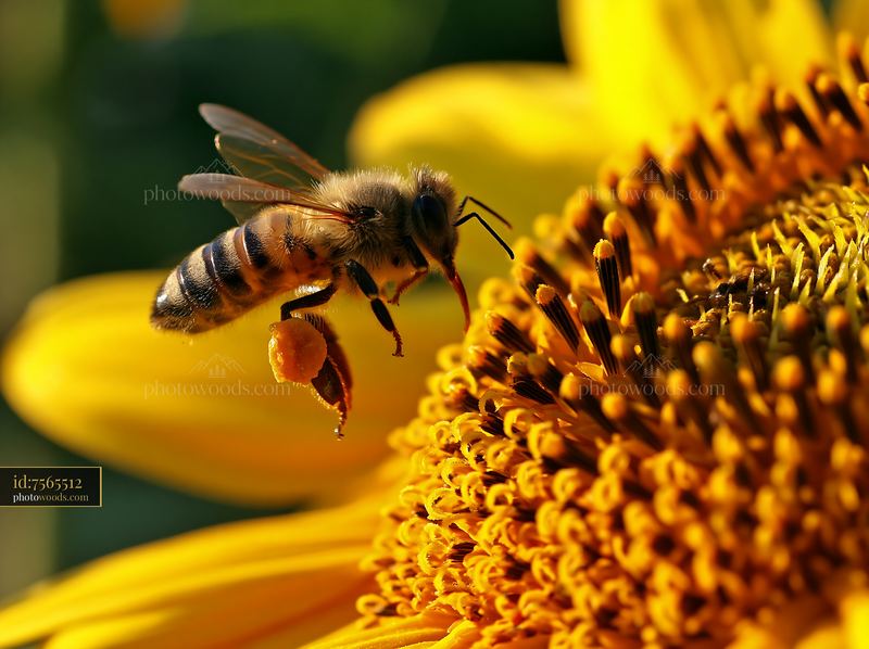 Honey bee with full pollen sacs on a sunflower