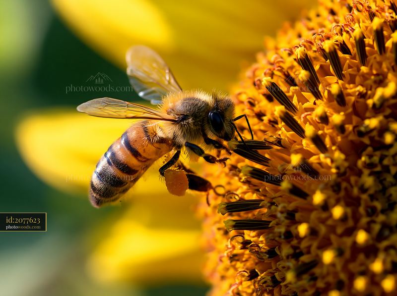 Honey bee with full pollen sacs collecting nectar from sunflower