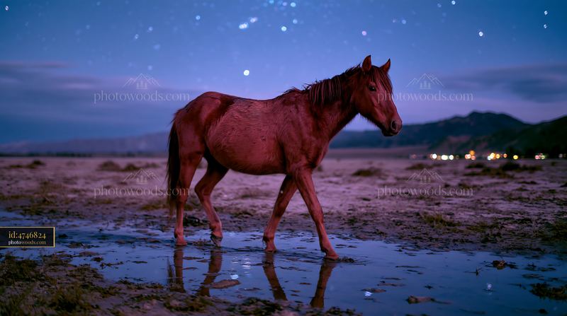 Horse in a starlit desert at night walking through still water