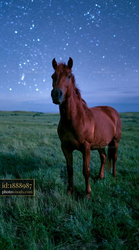 Horse standing in a starlit grassland under a night sky