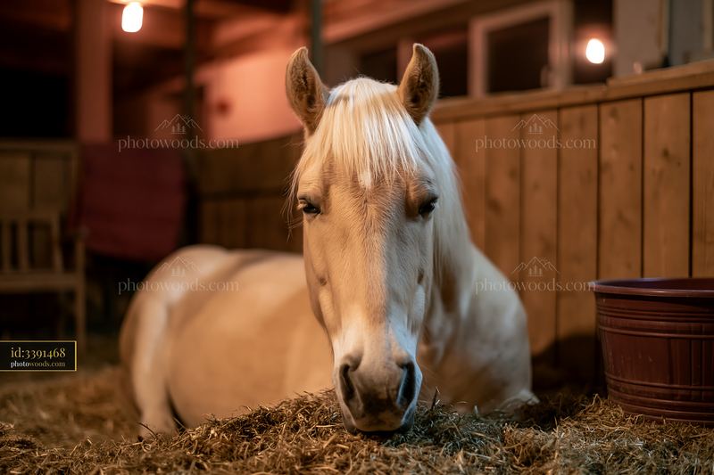 Horse sleeping in stall with straw bedding