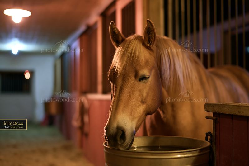 Horse sleeping in stall during evening hours
