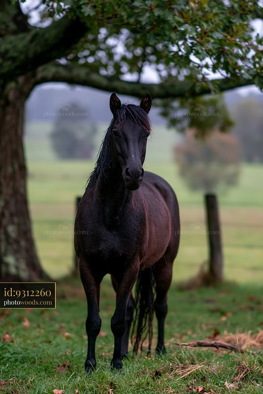 Horse standing in paddock during rain
