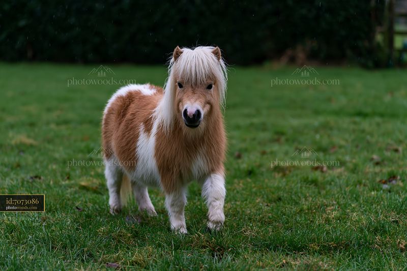 Horse in paddock during rain showing playful demeanor on grass
