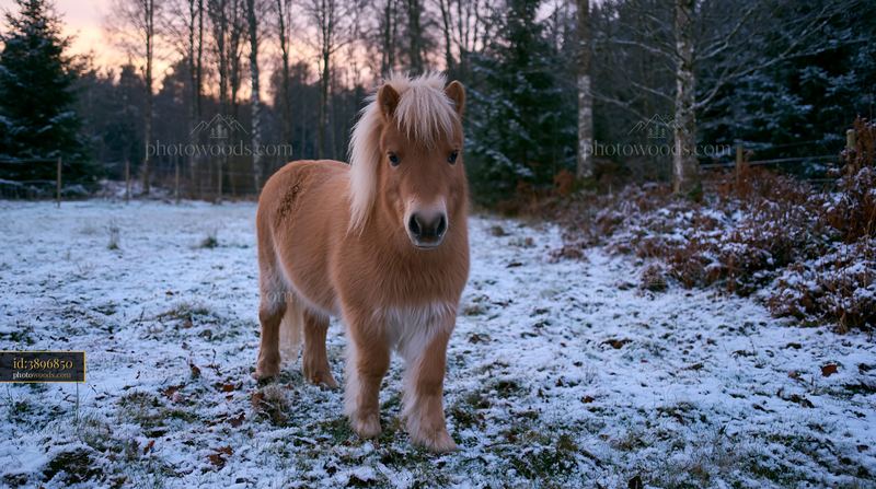 Horse breath in cold air at winter dawn