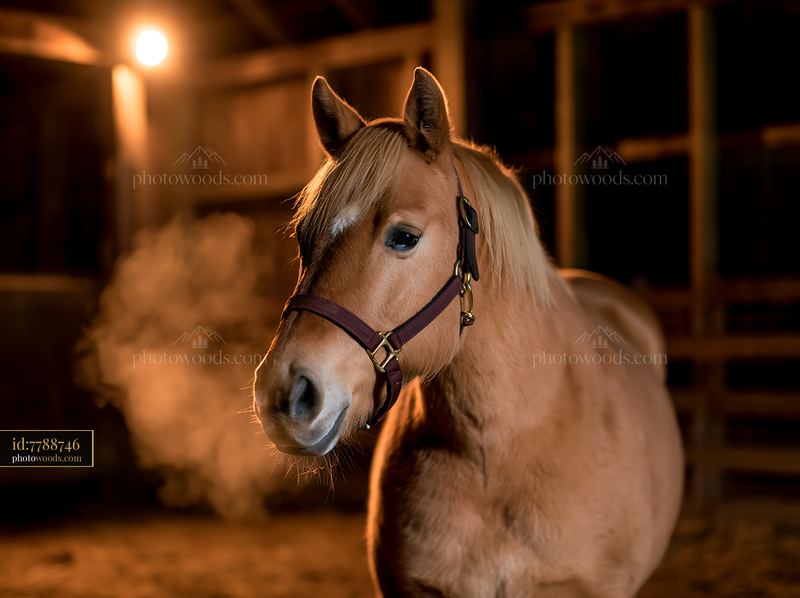 Horse breath in cold air seen in stable setting