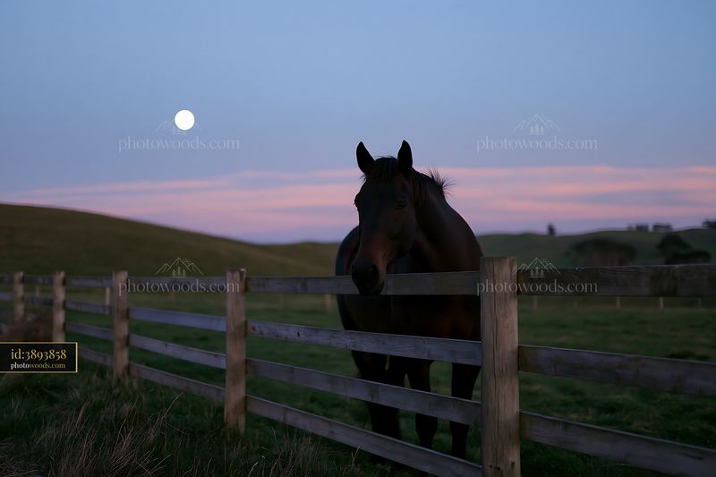 Horse silhouette beneath a full moon at dusk