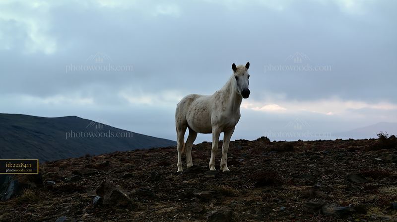 Horse on a dark mountain ridge against a cloudy sky