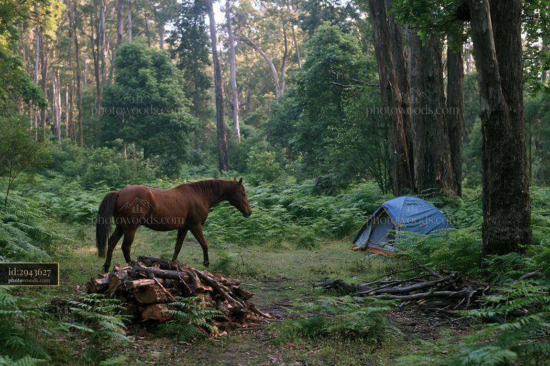 Horse camping in wilderness with tent and firewood pile