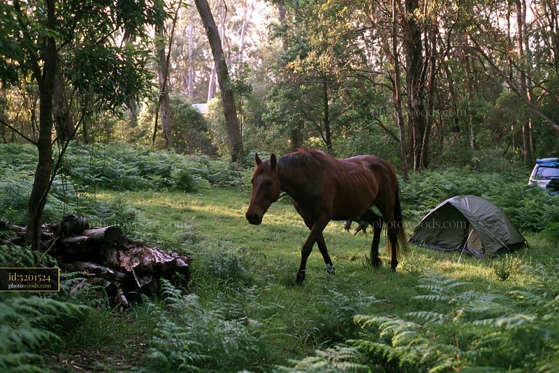 Horse camping in wilderness with horse near tent and trees