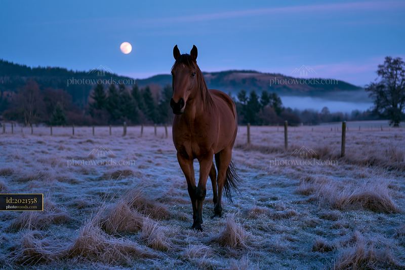 Horses in a moonlit meadow at dusk