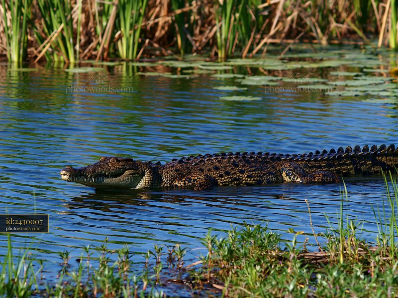 Saltwater crocodile swims in Northern Territory wetland